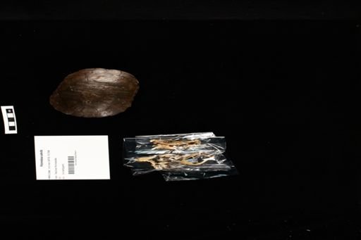 Pelomedusa subrufa