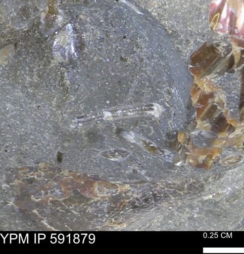 Serpulidae