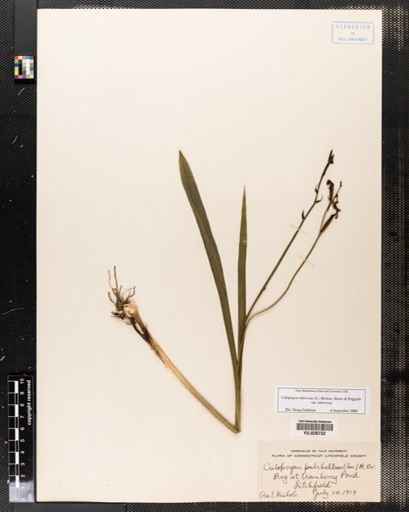 Calopogon pulchellus