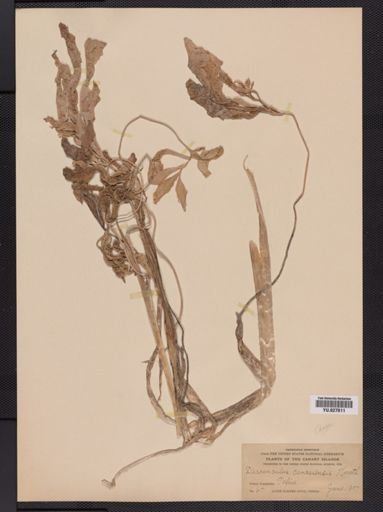 Plantae