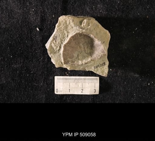 Strophomena huronensis
