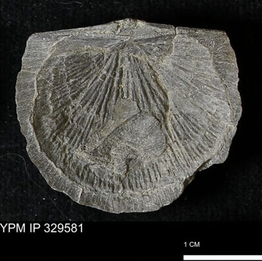 Stropheodonta demissa