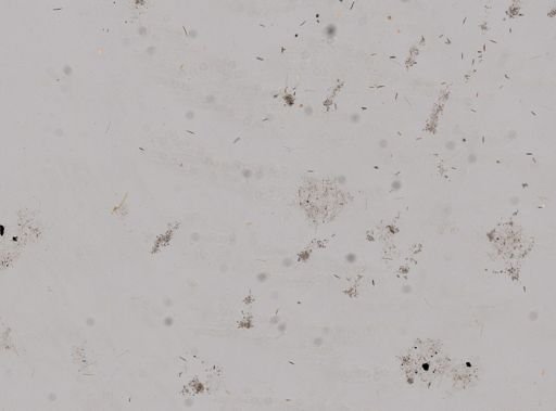 Haliclona koremella