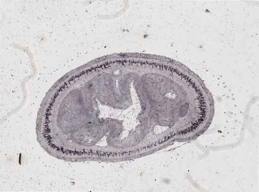 Lineus viridis