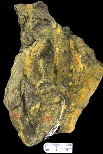 Psilophyton sp.