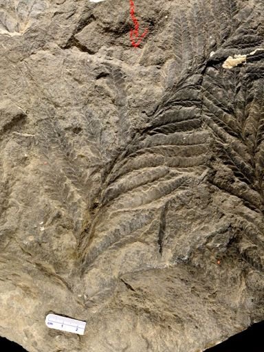 Archaeopteris sp.