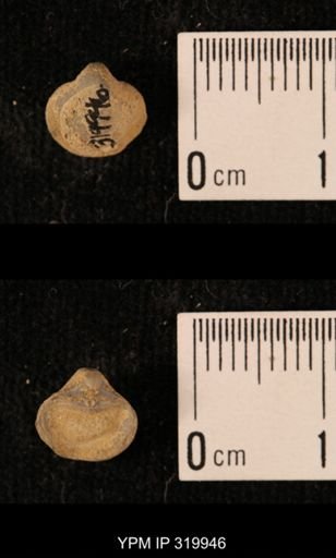Ambocoelia planoconvexa