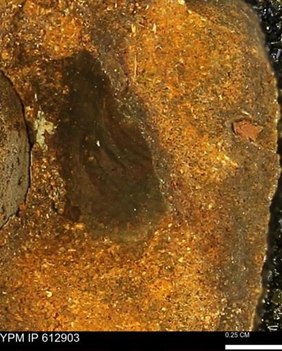Ostreidae