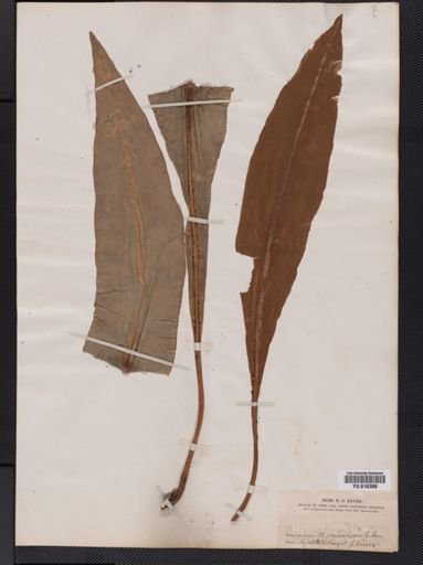 Elaphoglossum