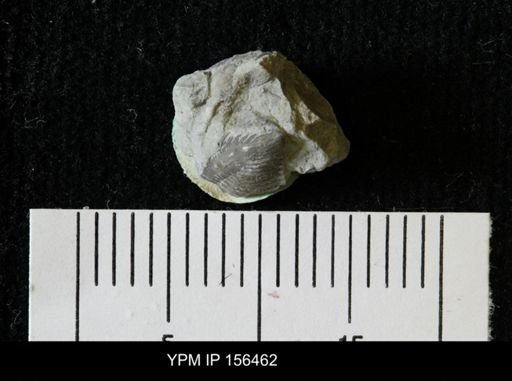 Encrinurus multisegmentatus
