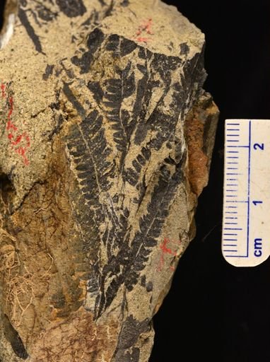 Microphyllopteris gieseckiana