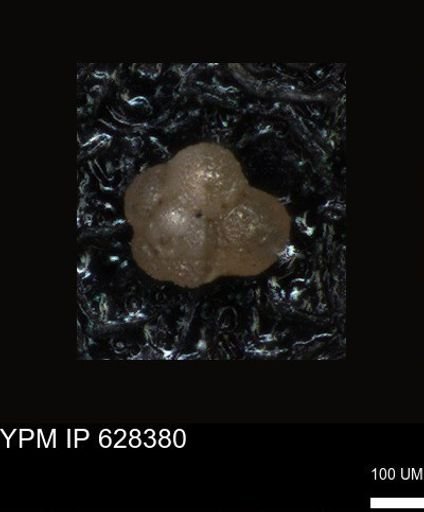 undet. Foraminiferida