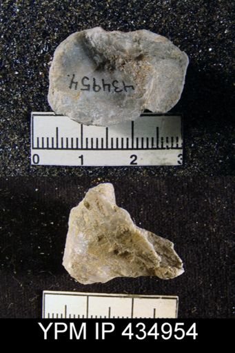 Richthofenia lawrenciana