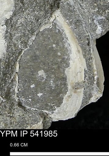 Protocardia?