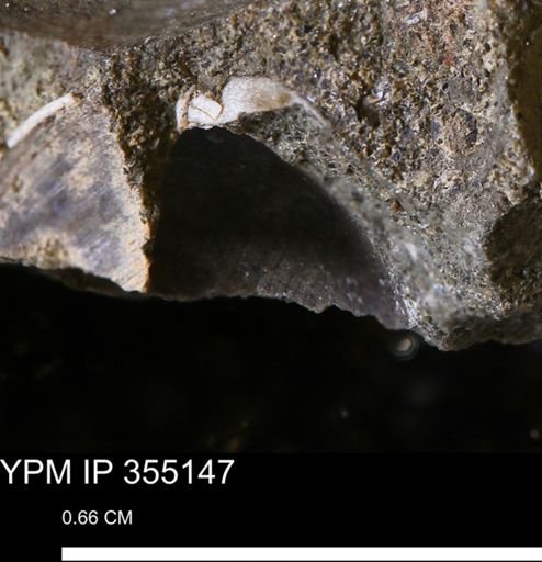 Protocardia sp.