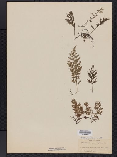 Trichomanes