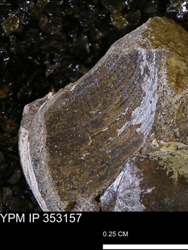 Limopsis striatopunctatus