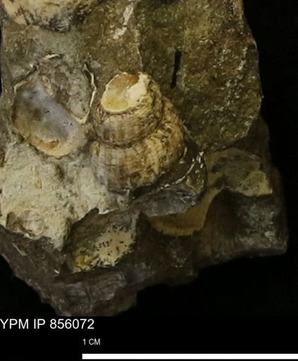 Drepanochilus sp.