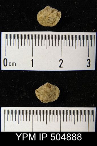 undet. Rhynchonellida