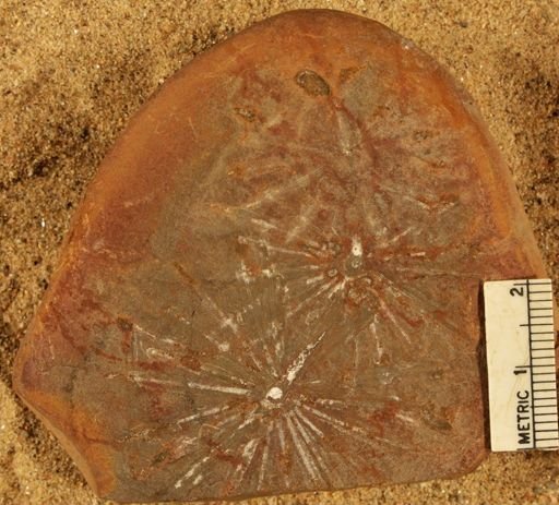 Annularia sp.