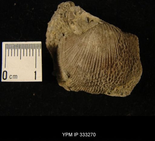 Protarea richmondensis