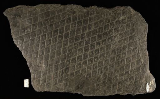 Lepidodendron clypeatum