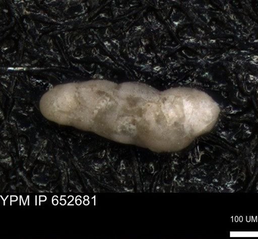 undet. Foraminiferida
