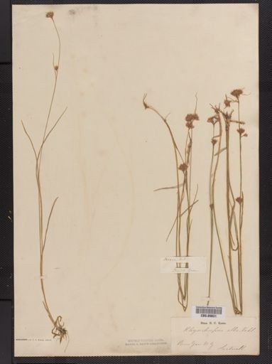 Rhynchospora alba