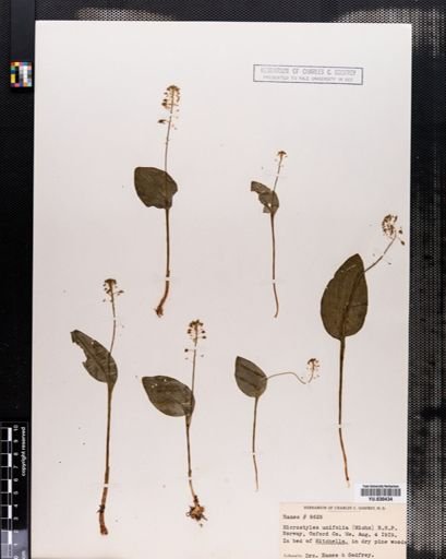 Malaxis unifolia