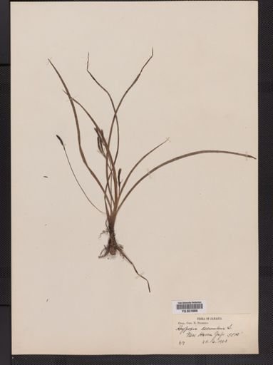 Hypoxis decumbens