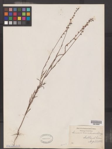 Linaria canadensis