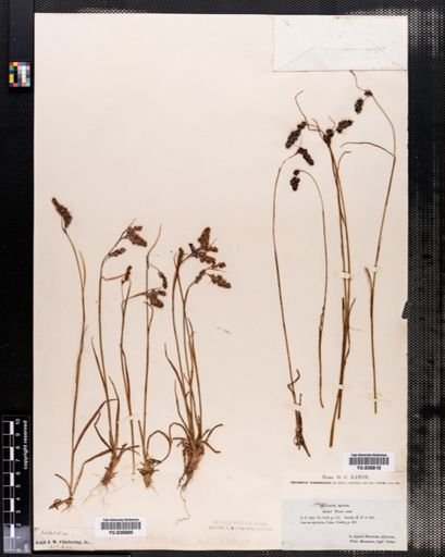 Luzula spicata