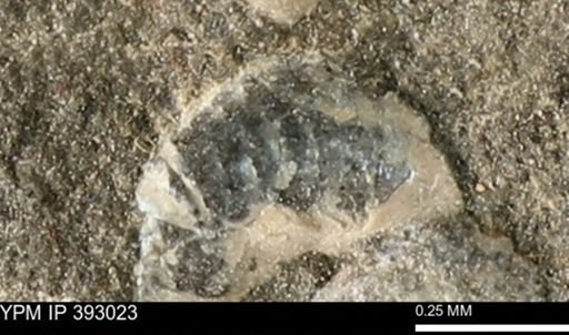 Scaphites sp.