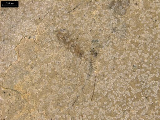 taxon undetermined