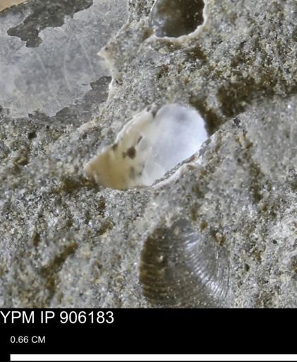 undet. Mollusca