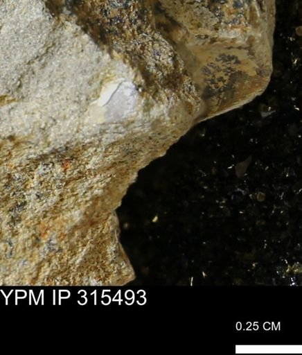 undet. Mollusca