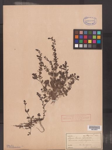 Veronica serpyllifolia