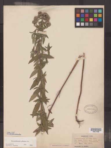 Pycnanthemum pilosum