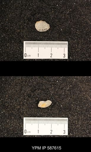 Rhipidomella hybrida