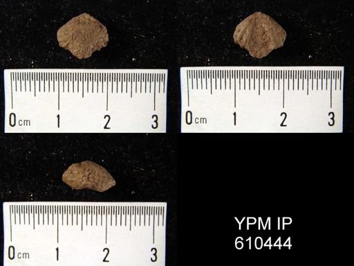 undet. Rhynchonellida