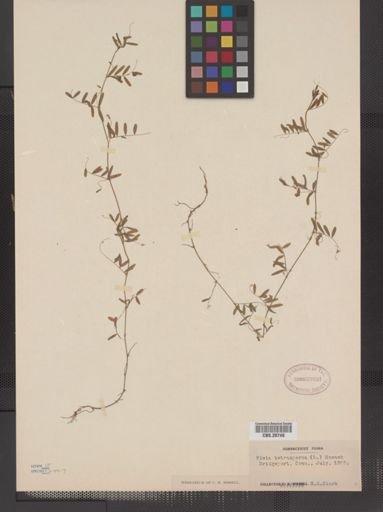 Vicia tetrasperma