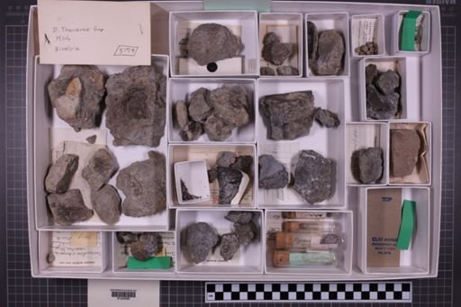 mixed taxa, stratigraphic collection