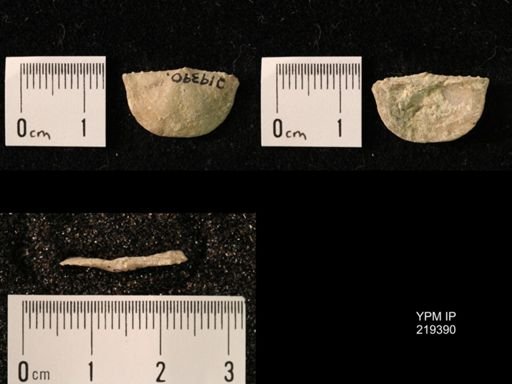 Chonetes granulifer
