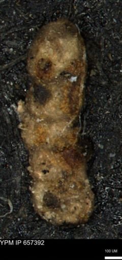 Ammobaculites euides