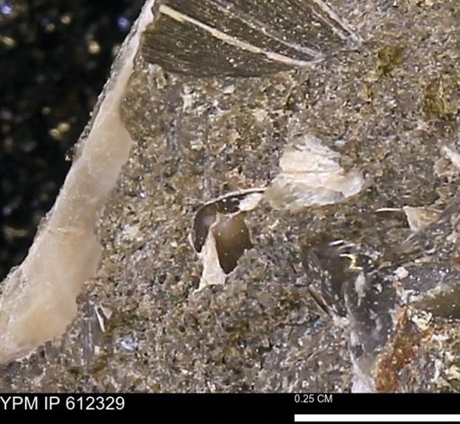undet. Bivalvia