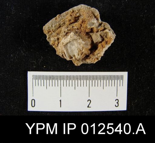 Pugnoides texanus