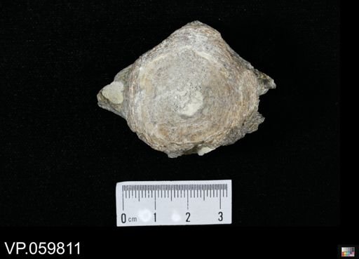 undet. Ichthyodectidae