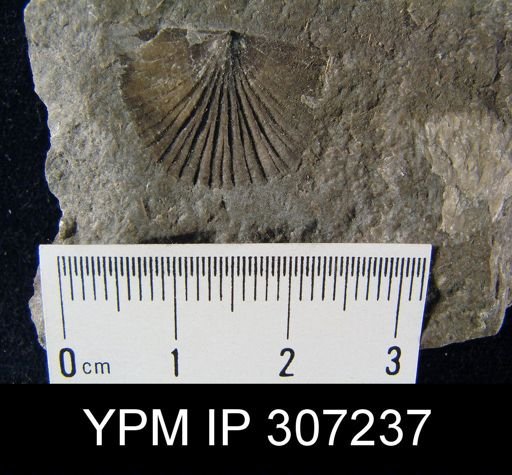Strophodonta sp.
