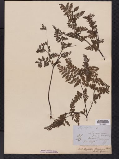 Hypolepis