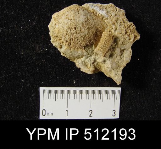 undet. Brachiopoda